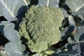 Broccoli is an edible green plant in the cabbage family whose large flowering head and stalk is eaten as a vegetable. The word bro Royalty Free Stock Photo