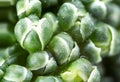 Broccoli extreme closeup.