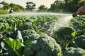 broccoli field with sprinklers on, person checking water flow