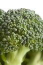 Broccoli Floret Royalty Free Stock Photo