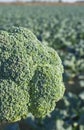 Broccoli floret over farmland furrows