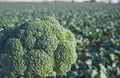 Broccoli floret over farmland furrows