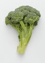 Broccoli floret on white Royalty Free Stock Photo