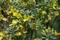 Broccoli flower being pollinated by a meliponia bee