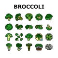 broccoli food cabbage vegetable icons set vector Royalty Free Stock Photo