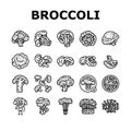 broccoli food cabbage vegetable icons set vector Royalty Free Stock Photo