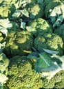 Broccoli fruit vitamine freshness agriculture