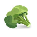 Broccoli green plant vector illustration isolated on white background. Royalty Free Stock Photo