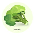 Broccoli green plant vector illustration isolated on white background. Royalty Free Stock Photo