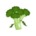 Broccoli green vegetable icon. Food for a healthy diet. Natural product suitable for vegetarians. A source of vitamins Royalty Free Stock Photo