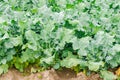 Broccoli growing in the field. fresh organic vegetables agriculture farming. farmland