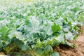 Broccoli growing in the field. fresh organic vegetables agriculture farming. farmland. green leaves close up Royalty Free Stock Photo