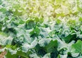 Broccoli growing in the field. fresh organic vegetables agriculture farming. farmland. green leaves close up Royalty Free Stock Photo