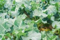 Broccoli growing in the field. fresh organic vegetables agriculture farming. farmland. green leaves close up Royalty Free Stock Photo