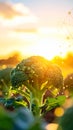 Broccoli Growing in Field with Geometric Overlay at Sunset Royalty Free Stock Photo
