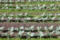 Broccoli growing in rows