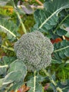 Broccoli grown by nature in the fresh fields Royalty Free Stock Photo
