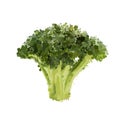 Broccoli head of blots illustration