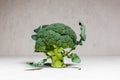 Broccoli for healthy vegetarian or vegan cooking Royalty Free Stock Photo