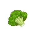 Broccoli icon in cartoon style. Fresh farm vegetable. Eco and healthy product. Vector illustration Royalty Free Stock Photo