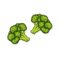 Broccoli florets illustration isolated on white background