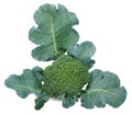 Broccoli isolaed on white background with clipping path Royalty Free Stock Photo