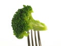 Broccoli, isolated Royalty Free Stock Photo