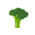 Broccoli Isolated on White Background. Fresh Cabbage Vegetable