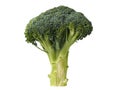 Broccoli Isolated on White