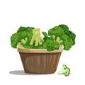 Broccoli in a kitchen basket, a cob of a cabbage family plant, a small green tree. Isolated vector illustration on white Royalty Free Stock Photo