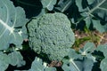 Broccoli With Leaves In The Field. Cruciferous Vegetables