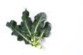 broccoli leaves isolated on white Royalty Free Stock Photo
