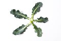 broccoli leaves isolated on white Royalty Free Stock Photo