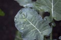 Broccoli leaves after a rain Royalty Free Stock Photo