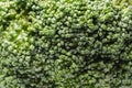 Broccoli macro