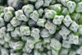 Broccoli Macro