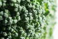 Broccoli macro texture