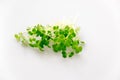 Broccoli microgreens sprouts isolated on white background