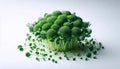 A broccoli microgreens wellness shot, Ai generated image Royalty Free Stock Photo