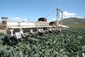 Broccoli picker