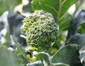 Broccoli plant close up shoot