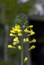 Broccoli plant in flower