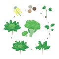 Broccoli plant growth stages infographic elements. Growing process of broccoli from seeds, sprout to mature plant with