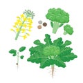Broccoli plant life cycle, growing stages, set of elements in flat design isolated on white background. Broccoli growth