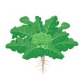 Broccoli plant with the ripe broccoli fruit among big green leaves with roots vector illustration isolated on white