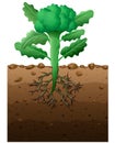 Broccoli plant with roots underground illustration