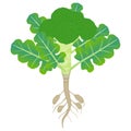 Broccoli plant with roots on a white background.