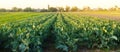 Broccoli plantations in the sunset light on the field. Growing organic vegetables. Eco-friendly products. Agriculture and farming