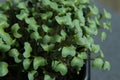 Broccoli sprout seedlings in container, top view.