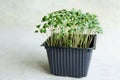 Broccoli sprout seedlings in container.